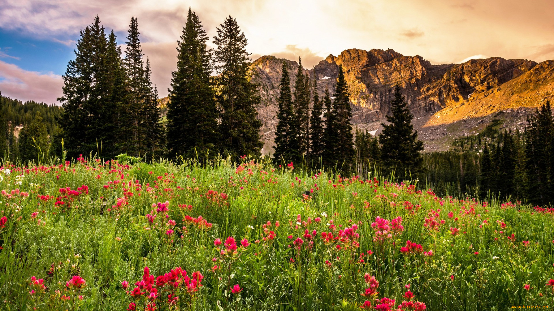 , , , , , , , , , albion, basin, usa, utah, 